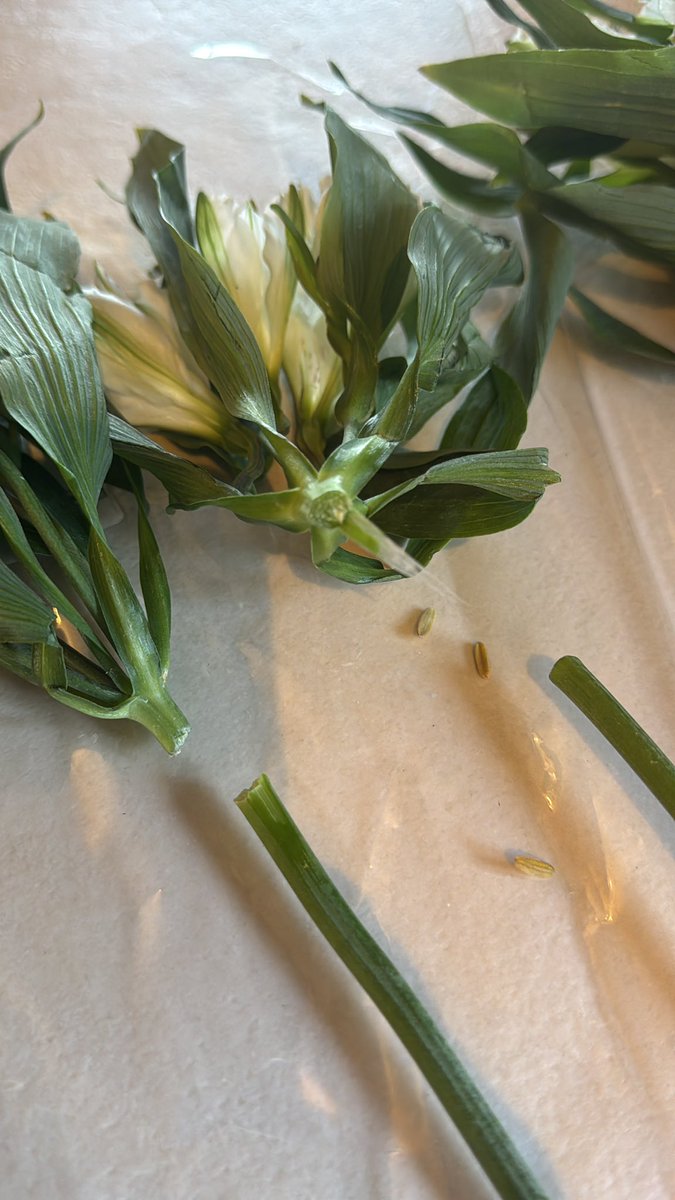 MumLegal's tweet photo. @markandspencers just got home and unwrapped flowers to find 2/5 stems totally broken 😞 must have been for some time as stems totally dry. https://t.co/cilshc0YWo