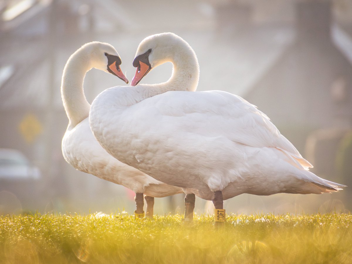 Sryan Bruen Photography tweet media