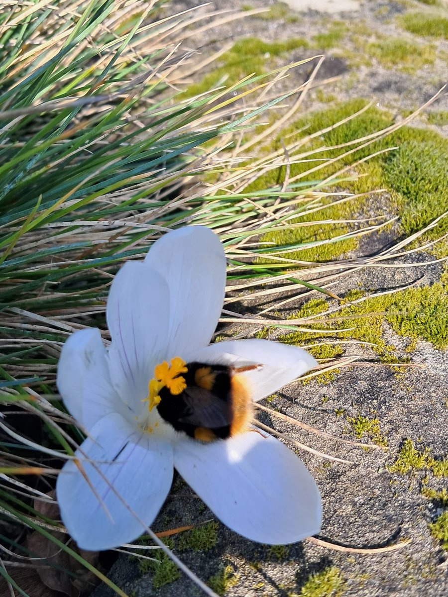 A busy bee enjoying some Crocus pollen in the sunshine today 🐝🌸☀️

#bishtonhallandgardens #bees #flowers #sunshine
