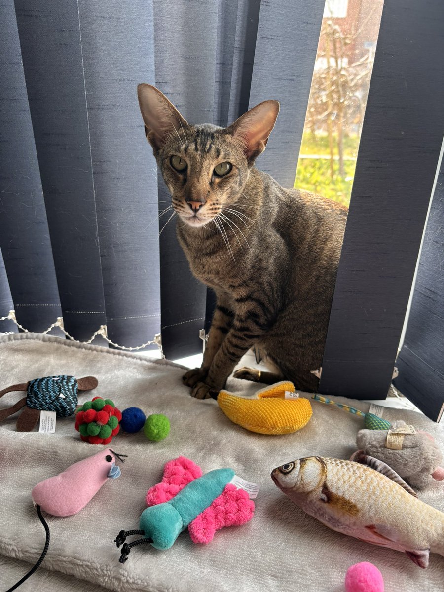 Ahsoka_Butters's tweet image. Who is the cutest little guy ever? Butters is 😍😍 #butterstheorientalshorthair #cuteskitto #cutestcat #gorgeouslittleman #orientalshorthaircat