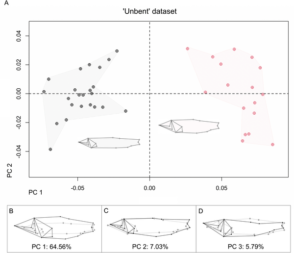 JamesAl0410008's tweet photo. A model study in paleobiology. High quality osteology, synthetic comparisons with extant species using geometric morphometrics and large sample sizes to account for allometry and ontogenetic variation. 

This is the way. https://t.co/chr0UkNciF