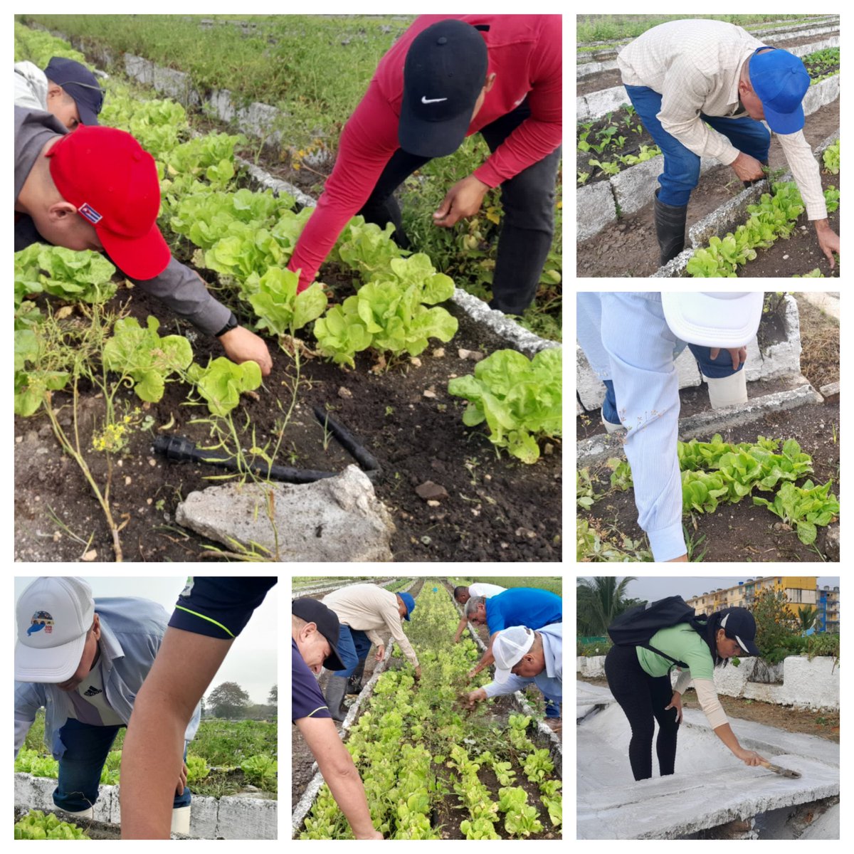 Juventud Espirituana  da su aporte extra a las labores productivas como parte de la jornada en saludo al 4 de abril. En #SanctiSpíritusEnMarcha #SiempreJoven <a href="/UJCdeCuba/">UJC de Cuba</a> <a href="/ujcssp/">UJC Sancti Spíritus</a> <a href="/PartidoPCC/">Partido Comunista de Cuba</a> <a href="/DiazCanelB/">Miguel Díaz-Canel Bermúdez</a> <a href="/DrRobertoMOjeda/">Dr. Roberto Morales Ojeda</a> <a href="/JulioLu36970211/">Julio Luis</a> <a href="/Yariel_Hdz/">Yariel Hernández García</a> <a href="/AbranSanchez17/">Abran Sanchez</a> <a href="/MEspirituana/">@MariposaEspirituana</a> .