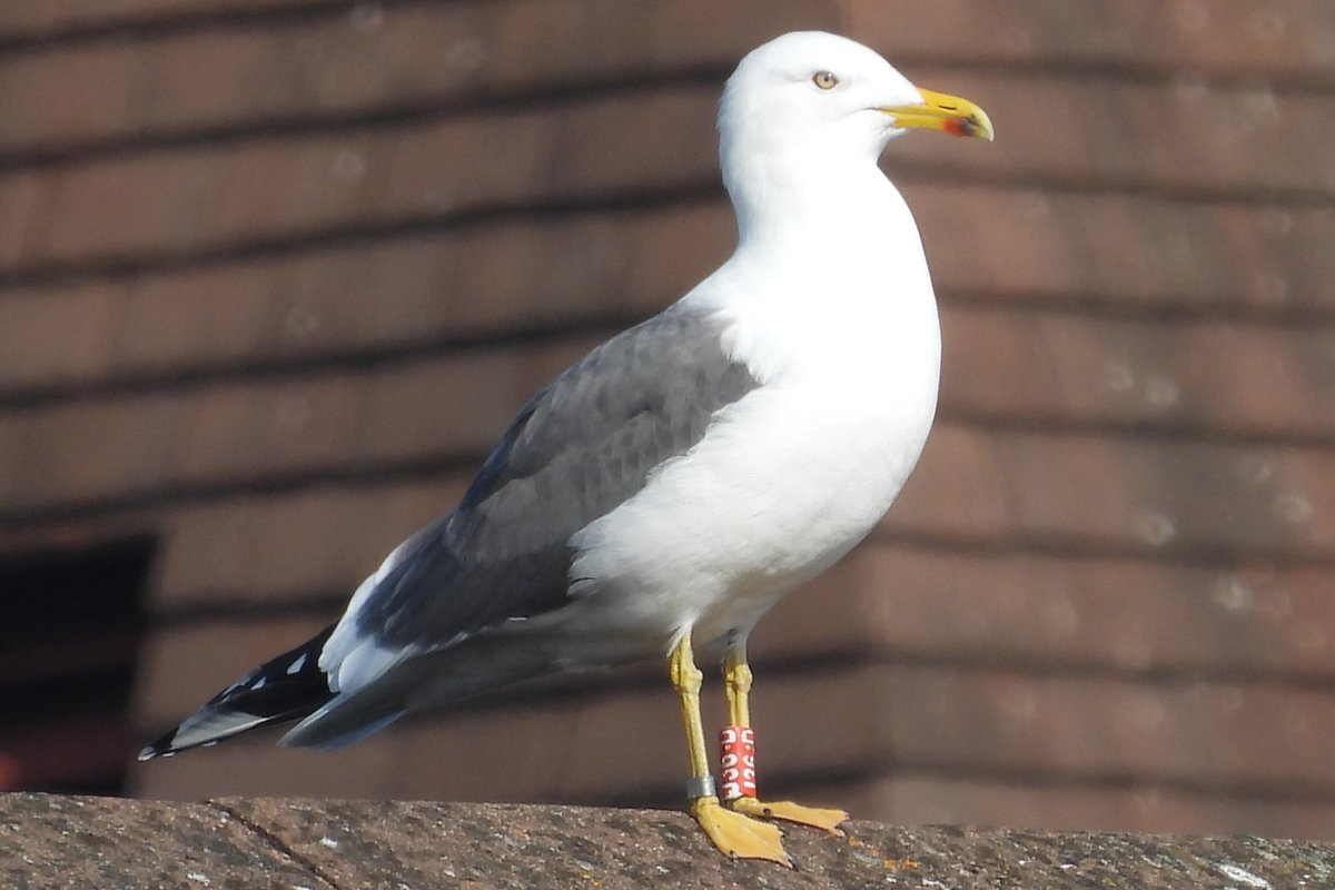 Spring is here! 🇮🇪
(Bird wise). #LesserBlackBackedGull starting to appear as they come back from Spain, Portugal &amp; North Africa for the nesting season. Counted 10, but also saw my first colour ringed one of 2025 in #Tallaght #TeamGull