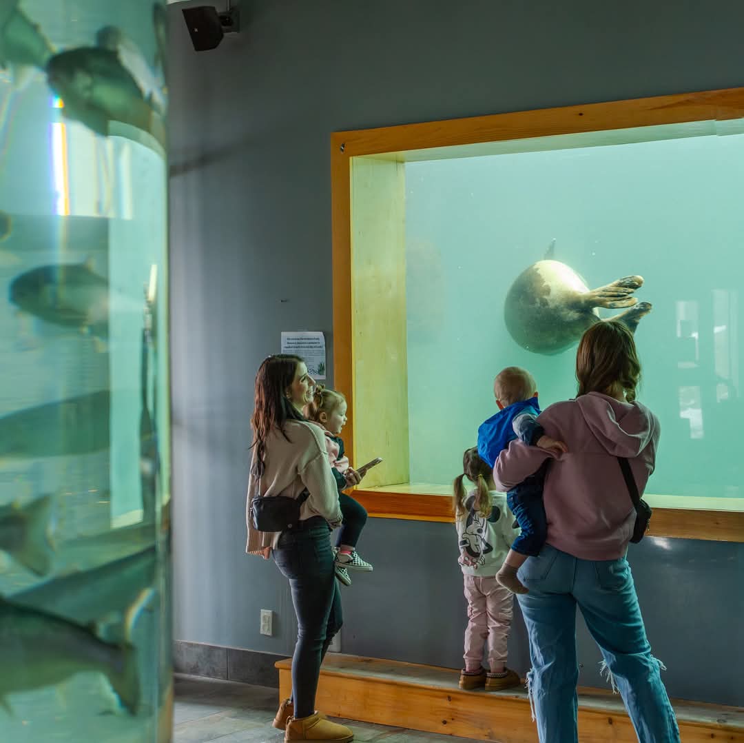 Today is our last FULL DAY open for MARCH BREAK (10 am - 5 pm) and we plan to wish our resident harp seals a HAPPY BIRTHDAY one last time along with a schedule of family fun activities at the FUN-dy Discovery Aquarium in St. Andrews by-the-Sea!