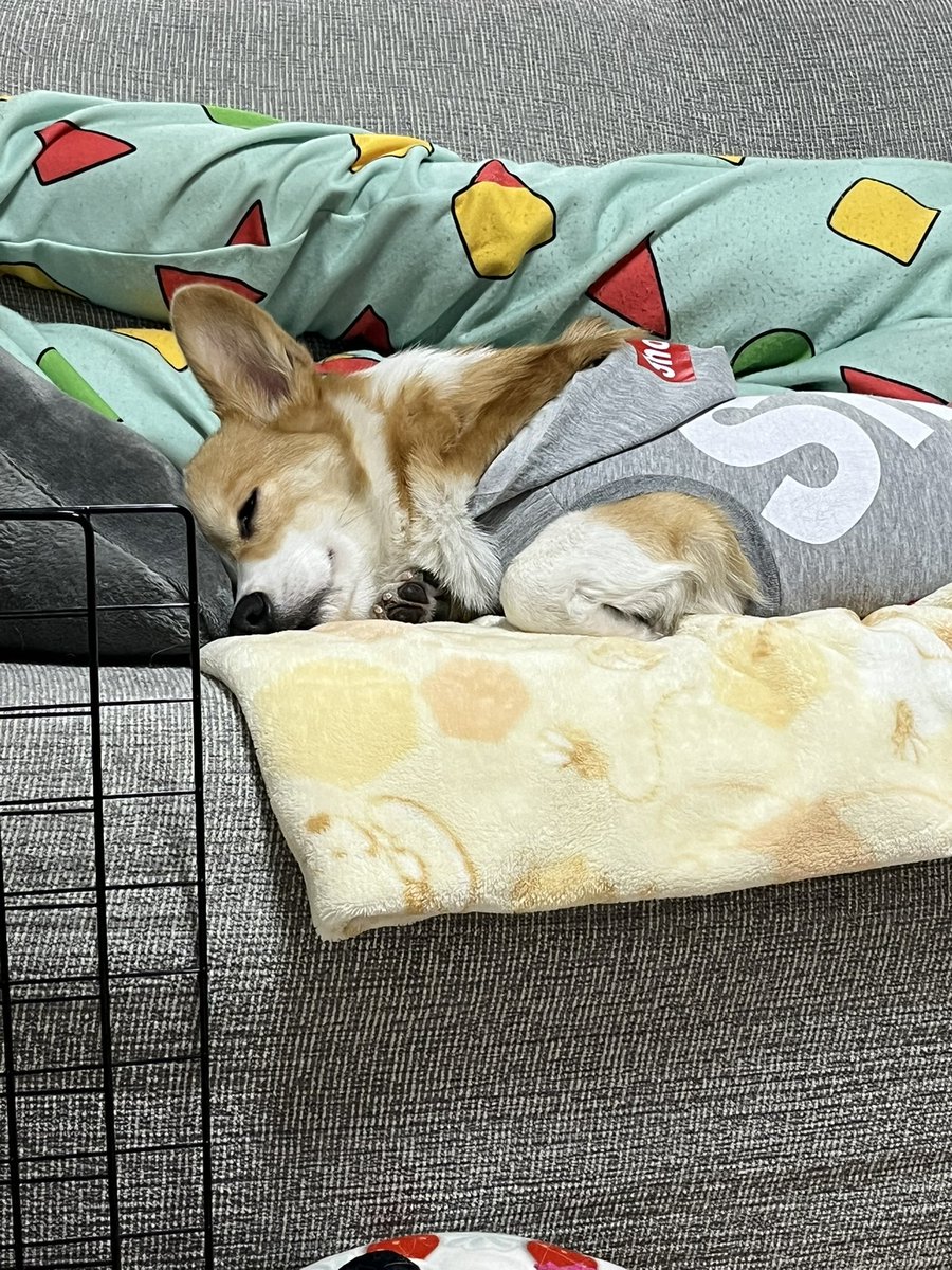 今日のロング散歩で疲れちゃたみたい。

＃コーギー 
＃コーギーのいる暮らし