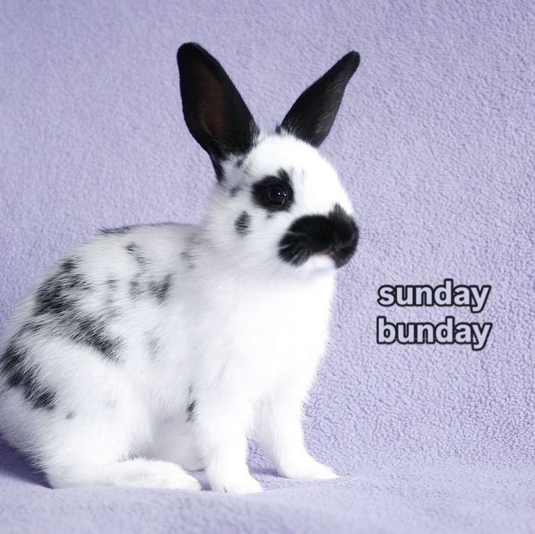 Bunnies (@bunnies) on Twitter photo 