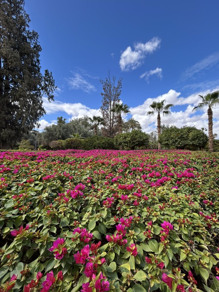 GM from Marrakech