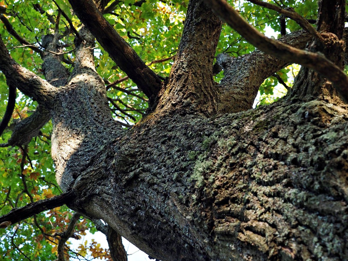 PEKHTography's tweet image. #Tree #Branches #Lichen #Nature #Growth #Forest #Woodland #Ecosystem #Green #Bark #Wilderness #Outdoors