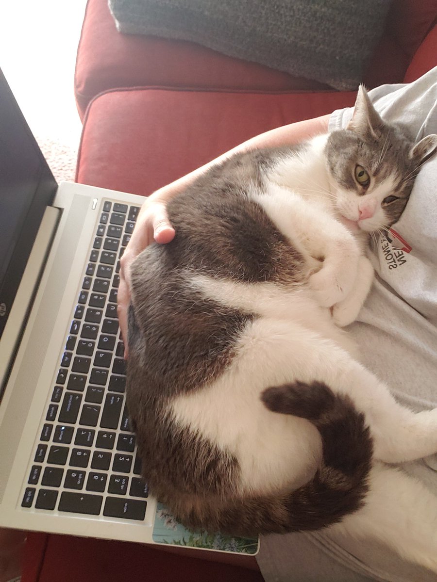 BabyGirl_Beck's tweet image. Working from home be like...
#catnapped #workdistractions