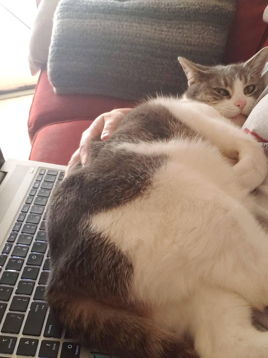 BabyGirl_Beck's tweet image. Working from home be like...
#catnapped #workdistractions