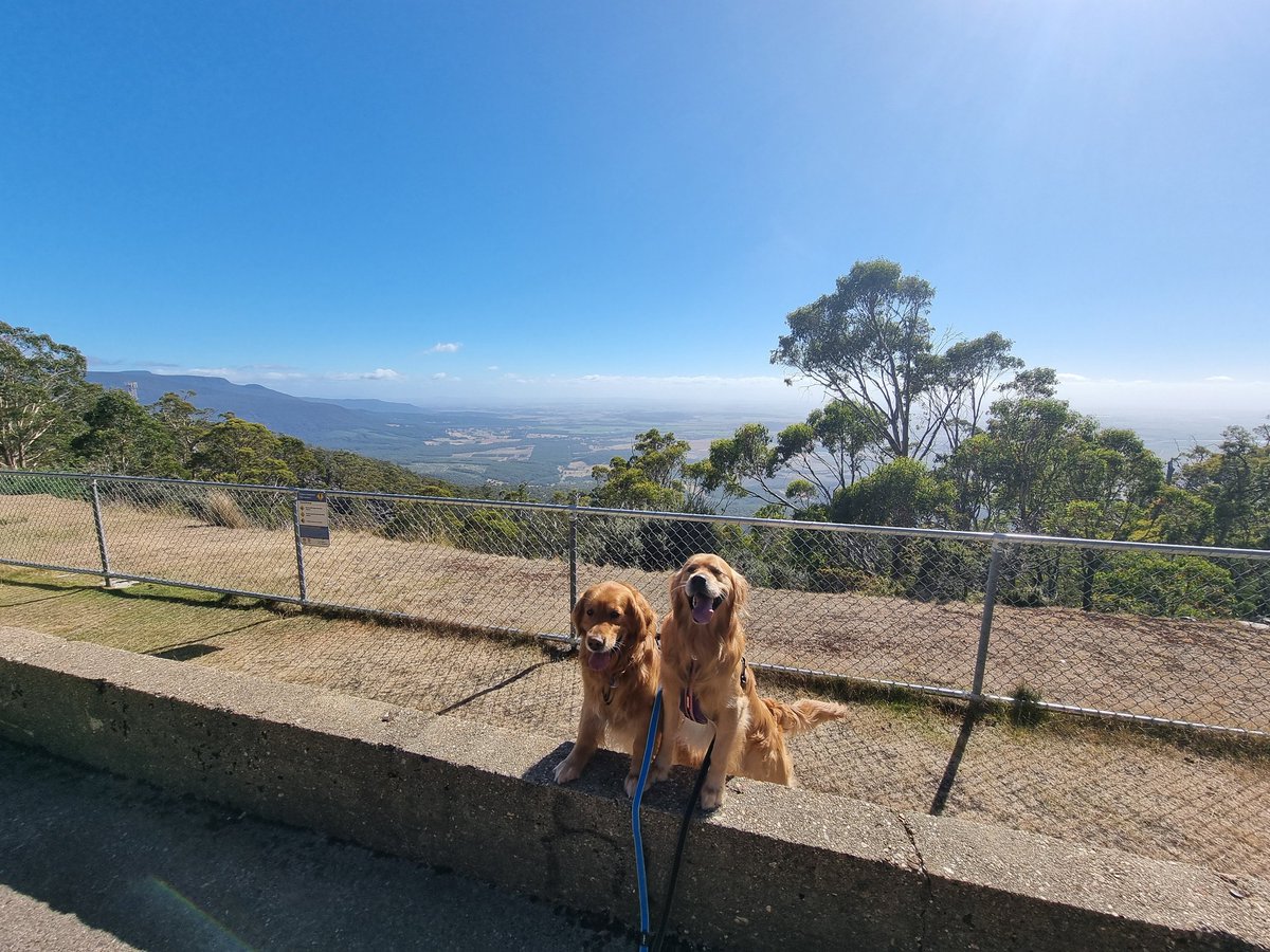 GillyTheGolden's tweet photo. Sunny days are perfect days to go exploring #goldenretriever https://t.co/WWawqM7D1n