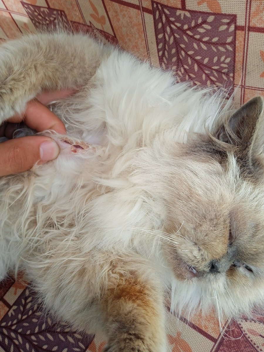 aboodaljbour16's tweet photo. My cat kept meowing all day πΏπ Took her to the vetβshe has an infected wound! Needs urgent care π’
Medications: Betadine $53
, Neosporin $41
, Collar $20
, Flea treatment $35.
Any donation could help save her ππΎ #HelpMyCat β€οΈβπ©Ή
https://t.co/FSeXVAuiJU https://t.co/rArOoRHkmt