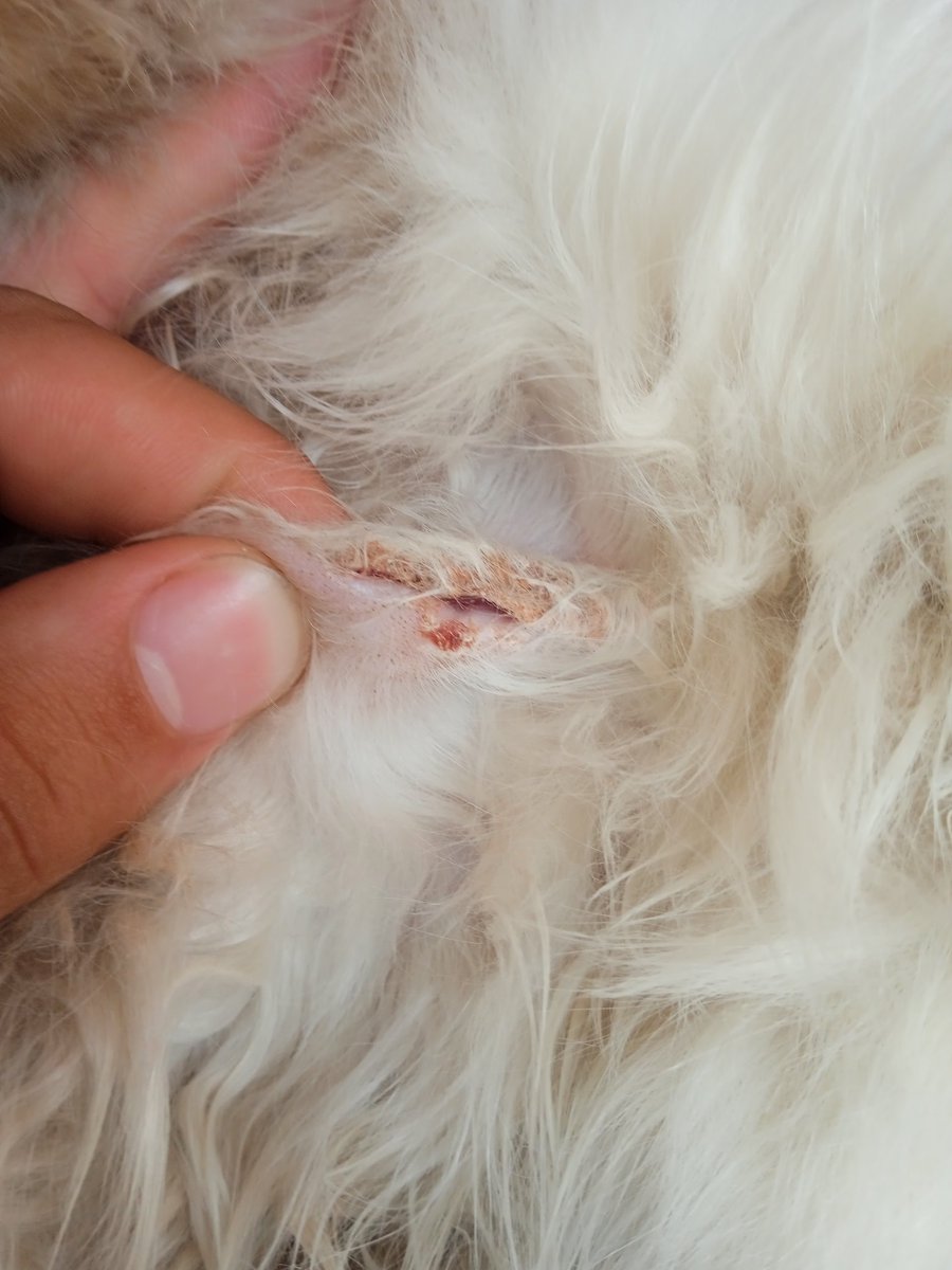 aboodaljbour16's tweet photo. My cat kept meowing all day πΏπ Took her to the vetβshe has an infected wound! Needs urgent care π’
Medications: Betadine $53
, Neosporin $41
, Collar $20
, Flea treatment $35.
Any donation could help save her ππΎ #HelpMyCat β€οΈβπ©Ή
https://t.co/FSeXVAuiJU https://t.co/rArOoRHkmt