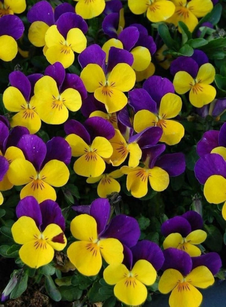 Chiamarli semplicemente fiori è riduttivo... sono stupore, gioia ed emozione. 😍💐