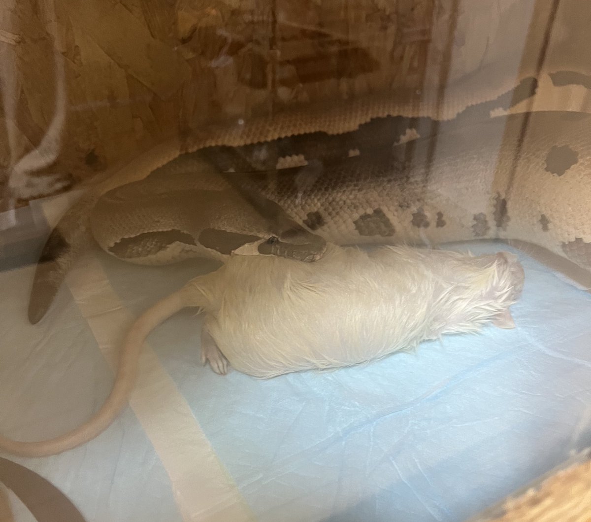 encount_exo's tweet image. みんなはたい焼きどこから食べる？

僕は左足から🐭

#ブラッドパイソン
#bloodpython