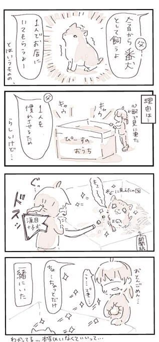 #4コマ漫画  #柴犬 #柴犬のいる生活 
子犬ってあざとい 