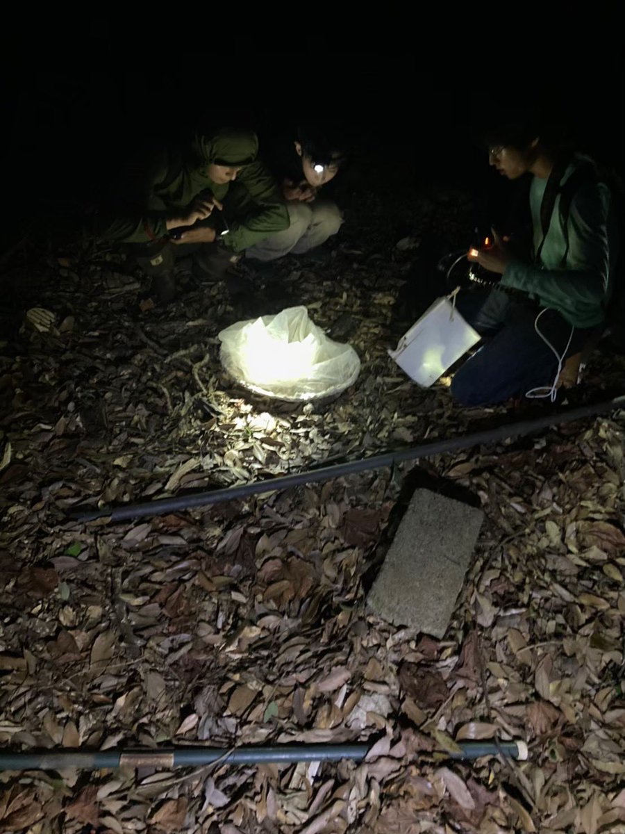 Qu_brcspider's tweet photo. 九州大学　生物研究部クモ班です！

全国でもなかなか珍しい、クモ好きが集まるサークルです。キャンパス内でクモを探してリストを作ったり、論文を出したり、クモを愛でたり、国内外の学会に参加したりとのびのびほのぼのと活動しています。
#春から九大 https://t.co/fm0X5yITbE