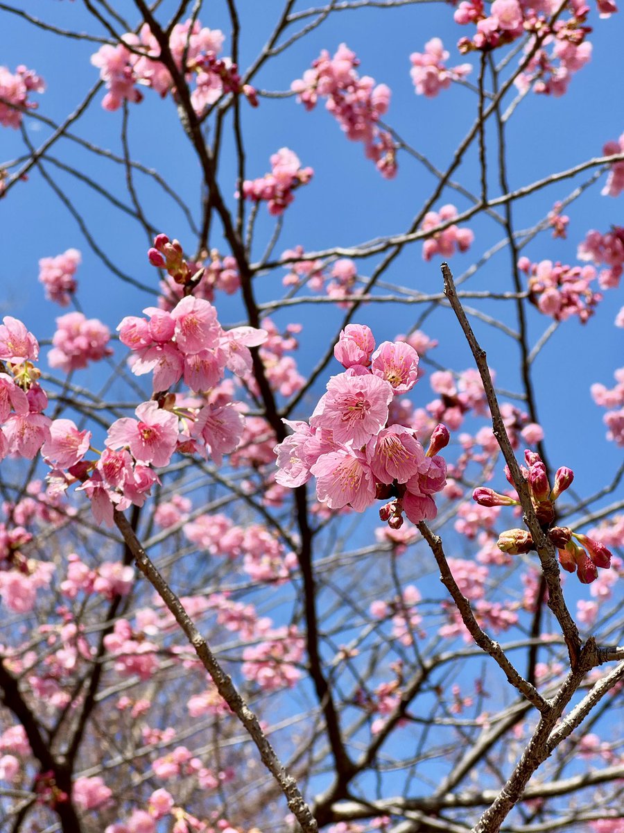 河津桜の咲く公園を散歩。
ミモザも満開でした。