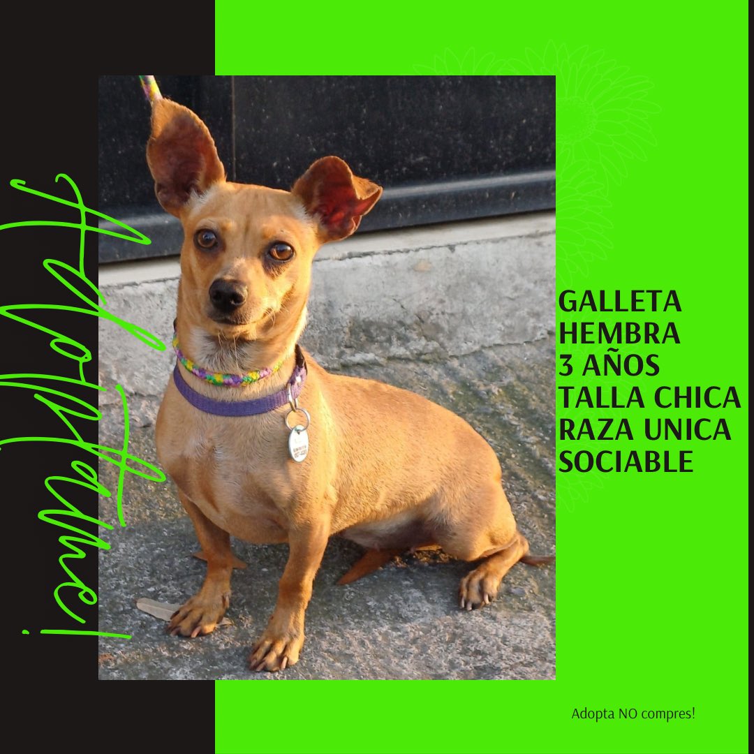 Esta pequeñita es GALLETA, tiene 3 años, es tamaño chico. Es muy sociable y amorosa.

Si deseas hacerla parte de tu familia, llena encuesta aqui:  

s.surveyplanet.com/E2bBvSyk