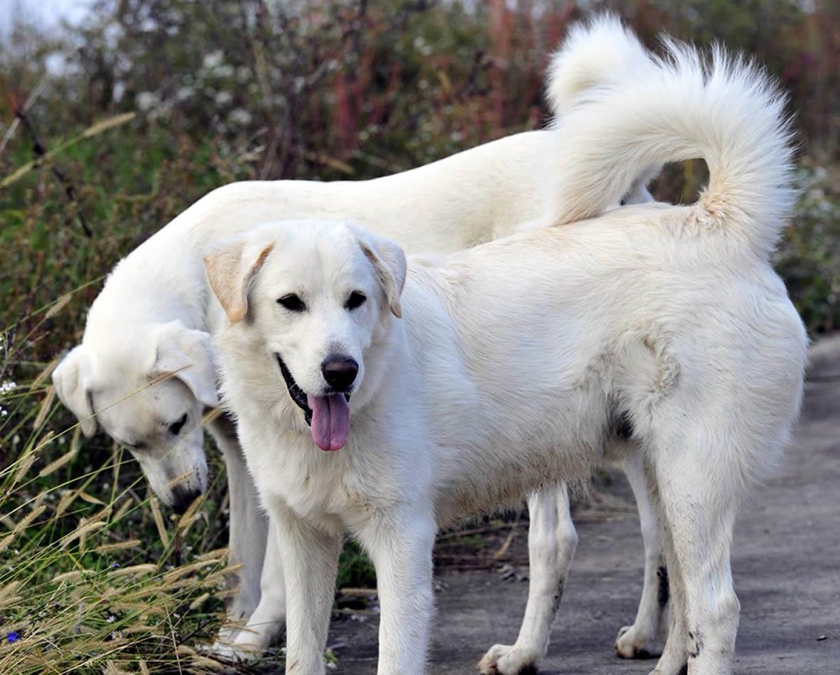 boturitter's tweet image. "Double the fluff, double the fun! 🐾🤍 #fluffballs #dogsofinstagram #whitepuppies #adorable"