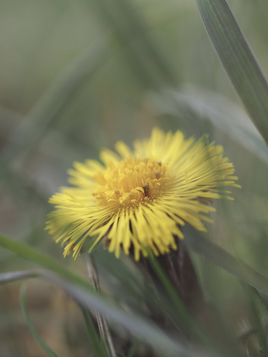 Coltsfoot, Tussilago farfara, flowering in West Cambridge. #YellowFlowers #WildflowerHour