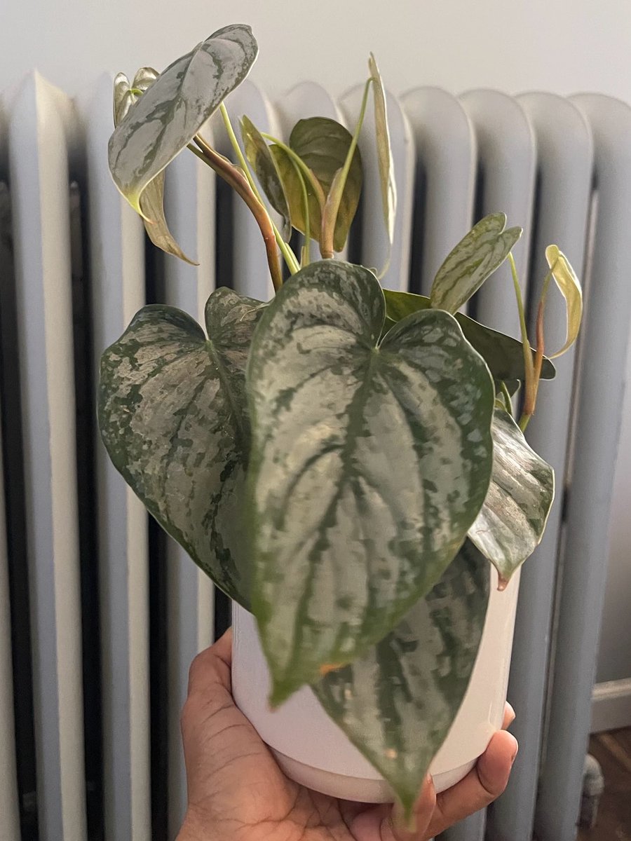 Zykhairaaa's tweet photo. New Plant Babies 🩷 https://t.co/CE7uOJqR6z