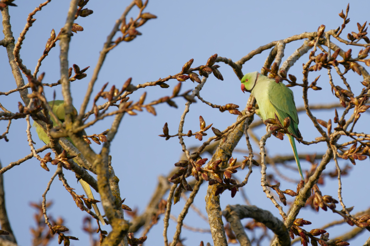 I picked up a Sony 200-600 at the Photography show for the Cricket season yesterday and managed a few test shots today.
