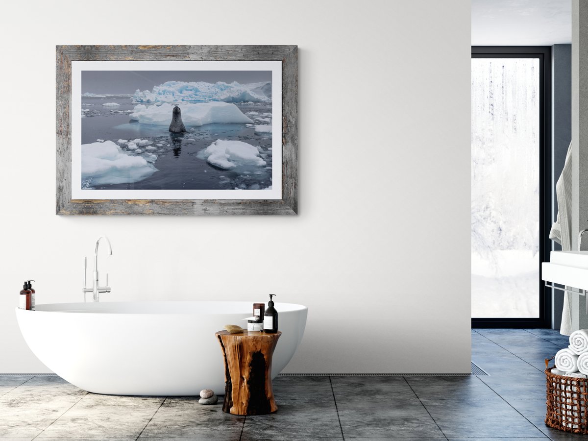 sdhammond2's tweet image. Curiosity

Leopard Seal sneaks a peek in Antarctica

This and other fine art photography available at: 
1-steve-hammond.pixels.com/featured/curio…

#seal #leopardseal #Antarctica #IceBerg