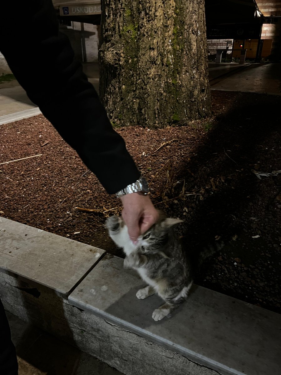 Validei cedid camiine gündemin durumunu görmeye gittim. Avluda meftune kedi bana saldırdı ben de karşılık verdim evelallah.