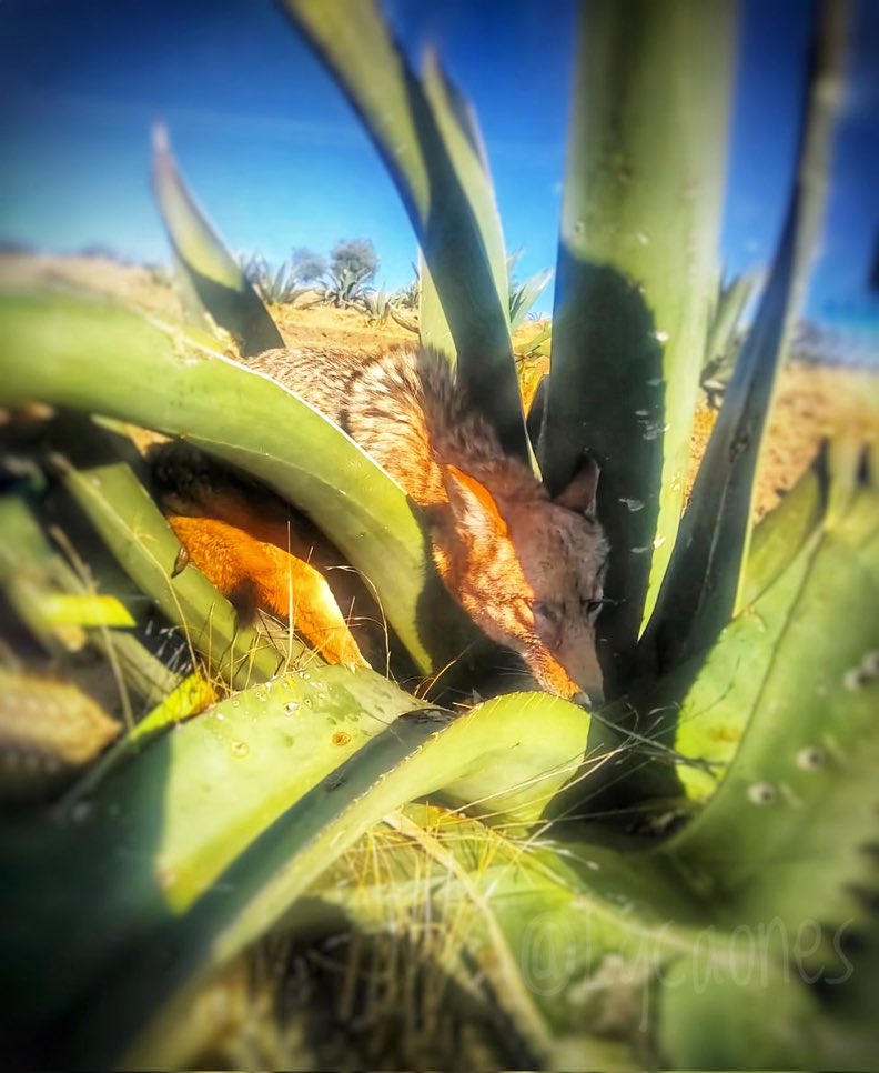 Coyote bebiendo aguamiel