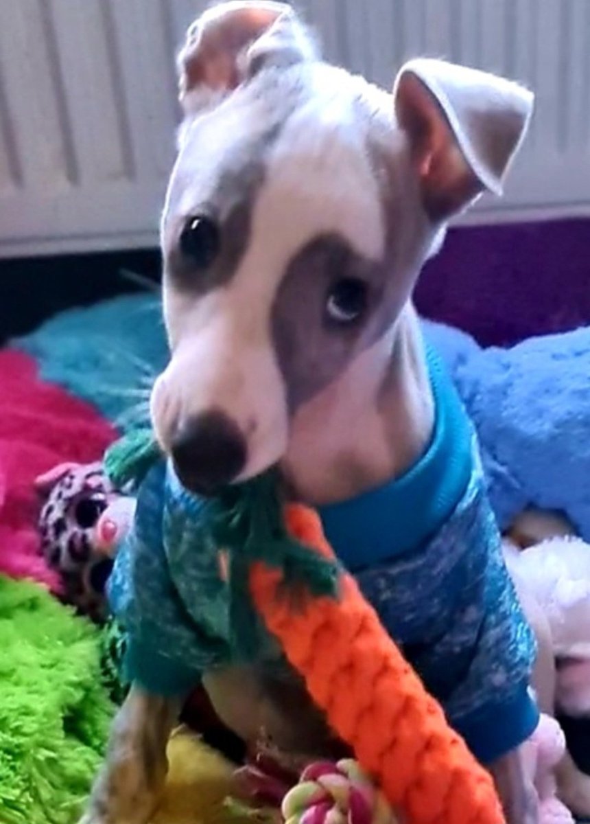 CooperWhippet's tweet image. Really hoping the beautiful elegant #whippet wins #BestInShow at #Crufts 😍🐕🐾💙