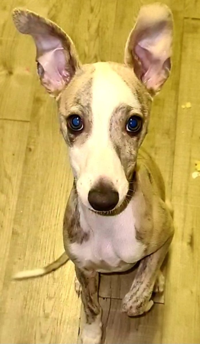 CooperWhippet's tweet image. Really hoping the beautiful elegant #whippet wins #BestInShow at #Crufts 😍🐕🐾💙