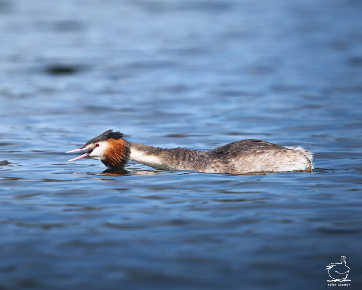 Kiran Simpson (@kiransimpson) on Twitter photo Oh, don't you just love spring? π±βοΈ
The season brings out fascinating behaviors like this, a Great Crested Grebe in its mesmerizing mating ritual. Hoping to catch their full 'weed ceremony' dance β€οΈ Oh, don't you just love spring? π±βοΈ
The season brings out fascinating behaviors like this, a Great Crested Grebe in its mesmerizing mating ritual. Hoping to catch their full 'weed ceremony' dance β€οΈ