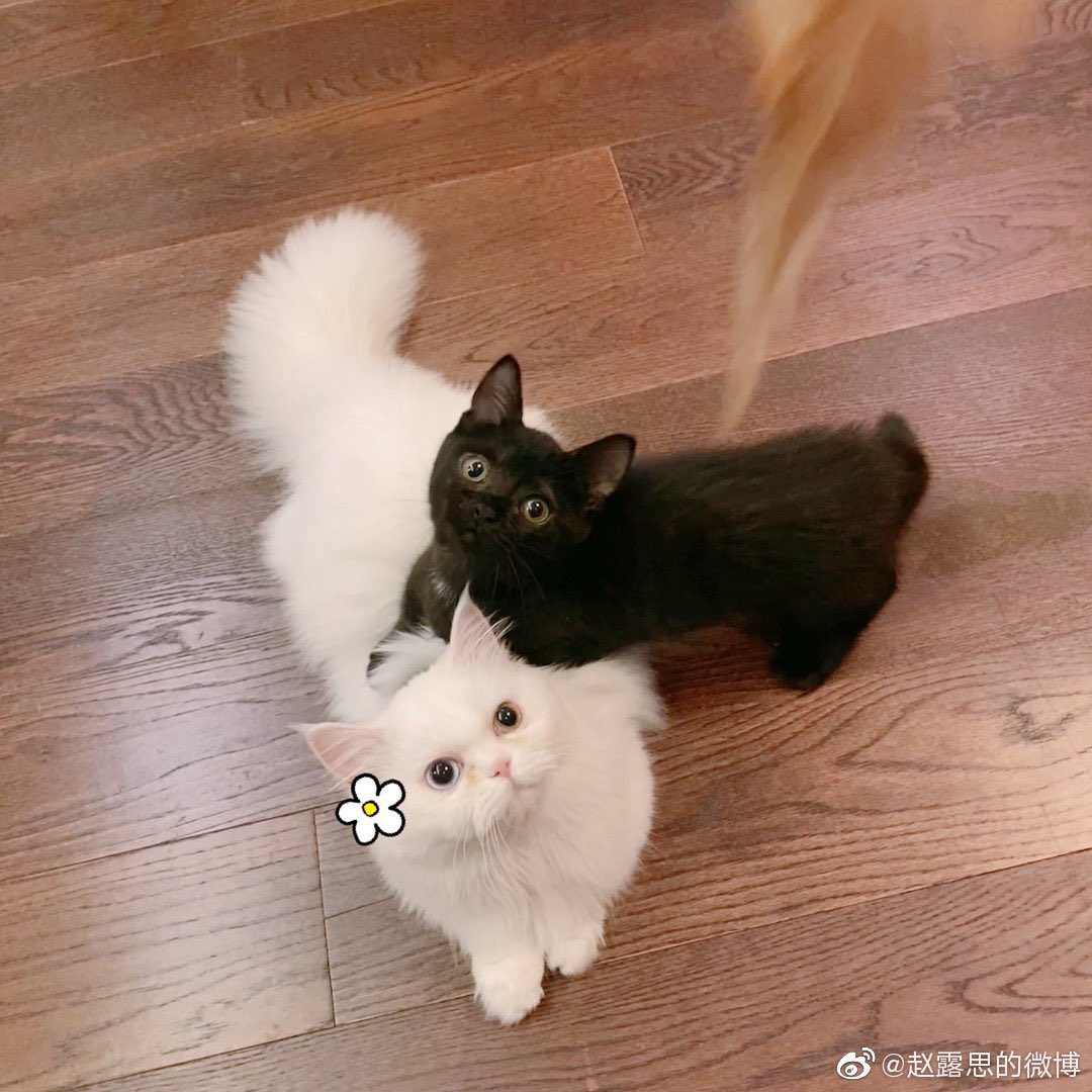 zhao lusi and her cats: rourou and michu