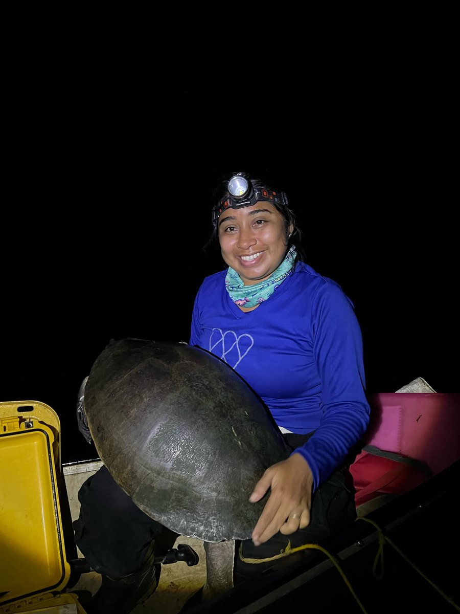 SFS_Belize's tweet photo. A successful week of #hicatee surveys has come to an end. We even caught our biggest one yet, weighing it at 13.8 kg!! Historic data records the largest known hicatee to have weighed a whopping 22kg!
#savannafieldstation #sfsbelize #savethehicatee #conservationinaction https://t.co/2JRyfyFPbo