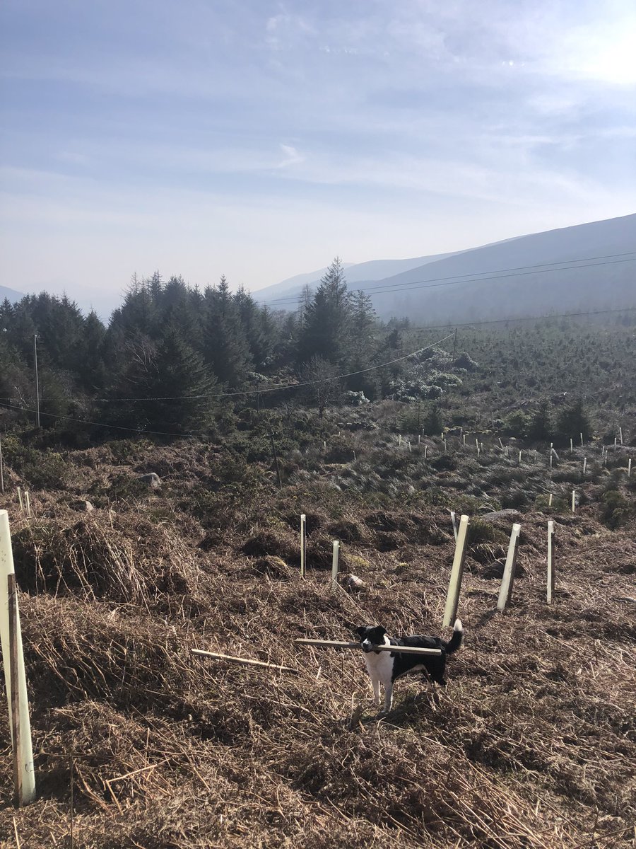 Scots Pine planting with <a href="/ReWildWicklow/">ReWild Wicklow</a> in Aurora, Glencree 

Signup to volunteer at RewildWicklow.ie