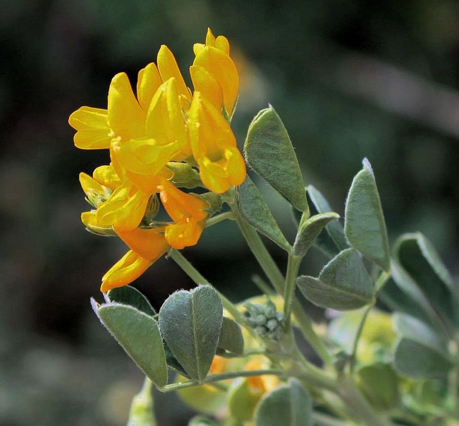 Esta pequeña flor de un amarillo dorado y hojas con foliolos acorazonados es Medicago arborea. Su fruto es una legumbre que se enrolla de forma curiosa. Aunque originaria del oeste de Asia, se ha naturalizado por el mediterráneo #flores #Flowers #FelizDomingo #plantas #plants