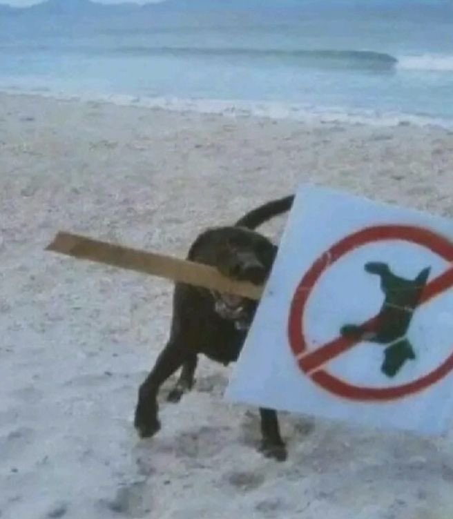 💖 (@twaniimals) on Twitter photo 