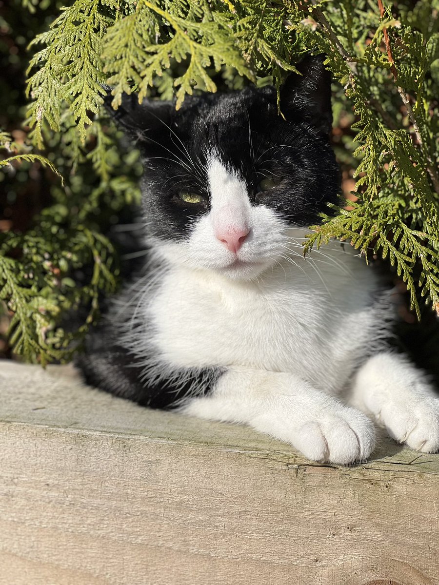Ian White (@ianwhitenews) on Twitter photo Someone is enjoying the weather <a href="/kerriegosneyTV/">Kerrie Gosney</a> sent us this weekend. Elliot loves hiding in the hedges in the sunshine! Someone is enjoying the weather <a href="/kerriegosneyTV/">Kerrie Gosney</a> sent us this weekend. Elliot loves hiding in the hedges in the sunshine!
