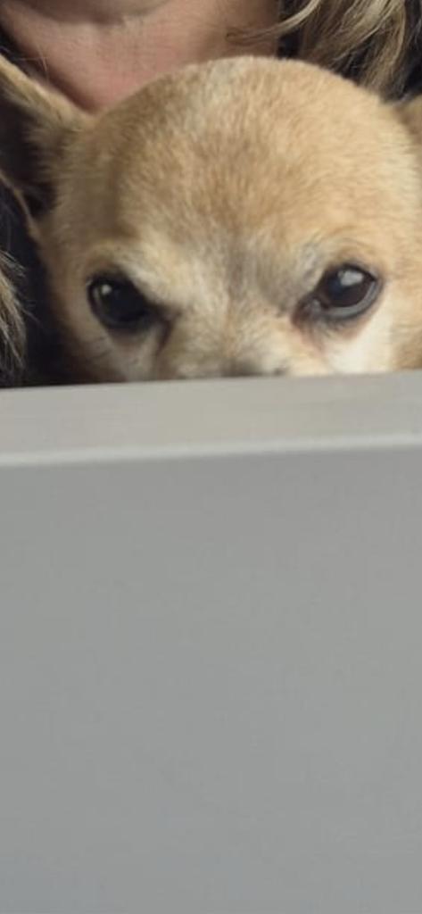 Toujours allergique.
Une fois encore, je voyage face à un animal pas commode et qui grogne. 
7 euros le billet du toutou 
100 euros le mien  
Antihistaminiques.
Pas d'autres places de disponible.
Je vais voyager dans les escaliers.
Une fois "en-corps"
<a href="/SNCFVoyageurs/">SNCF Voyageurs</a> <a href="/OUIGO/">OUIGO</a>