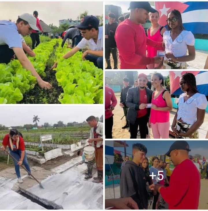En saludo al 147 aniv de la protesta de Baraguá, jóvenes spirituanos llegaron hasta el Organoponico El Gigante para desarrollar tareas productivas. El momento fue oportuno para entregar el carnet de la #UJCdeCuba a nuevos miembros de la organización juvenil. 
 #Cuba #siemprejoven