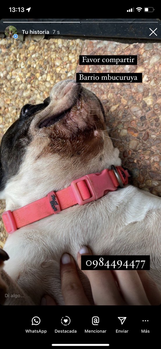 PERRITA PERDIDA SOBRE MIGUEL ROJAS BARRIÓ MBURUKUJA LE BUSCAMOS AL DUEÑO