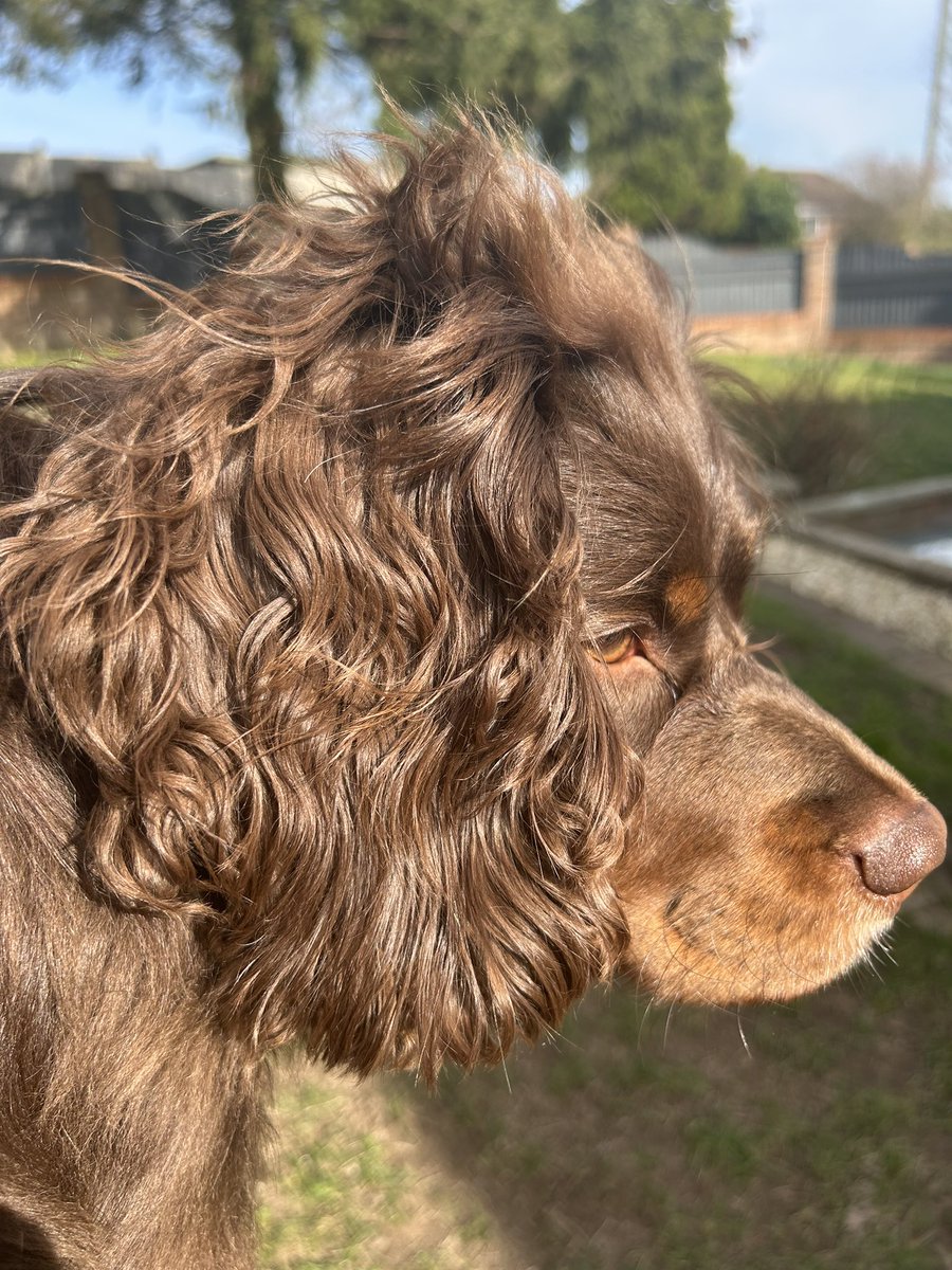 The wind and sun in my furr

Mom says humanz spend a lot of time and money for hair like mine! 🐾