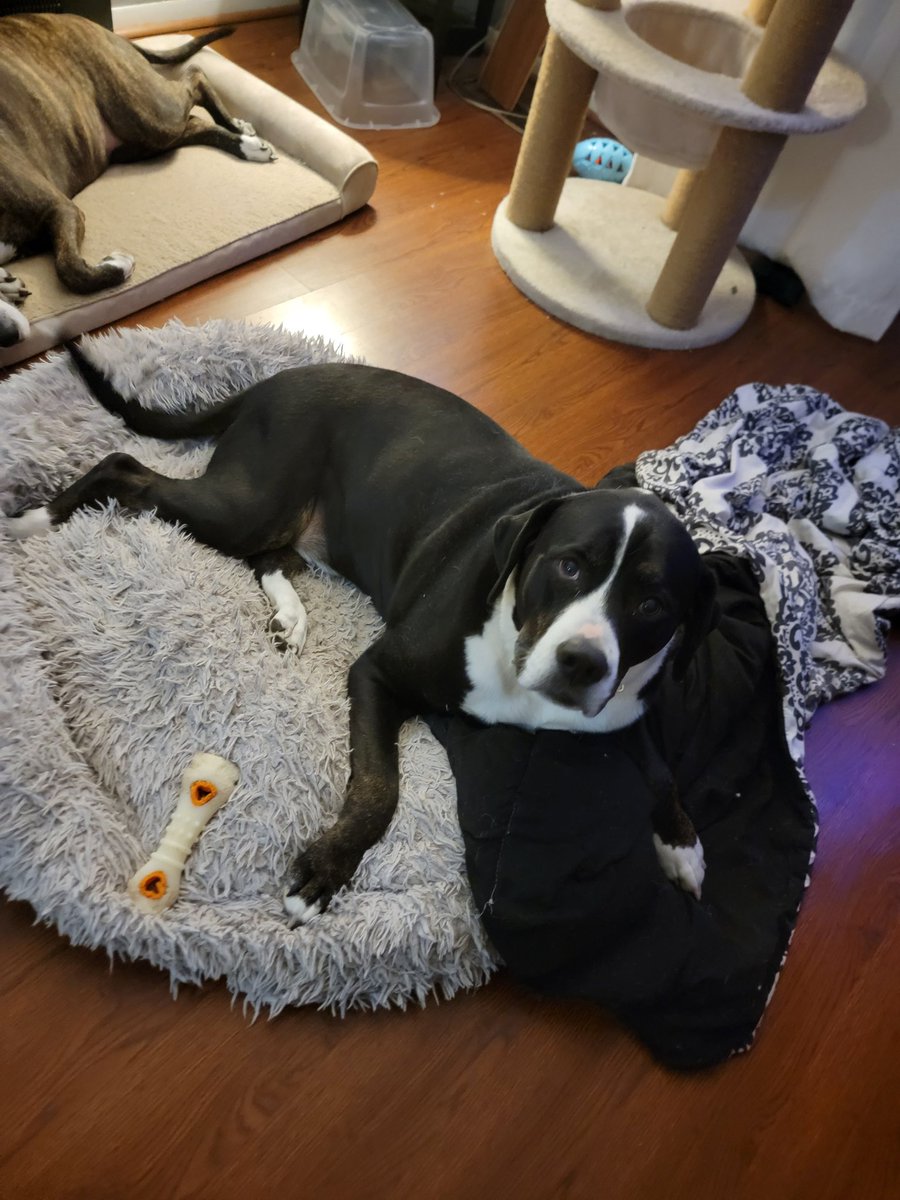 My fur babies give me a sense of calmness in a very chaotic world.