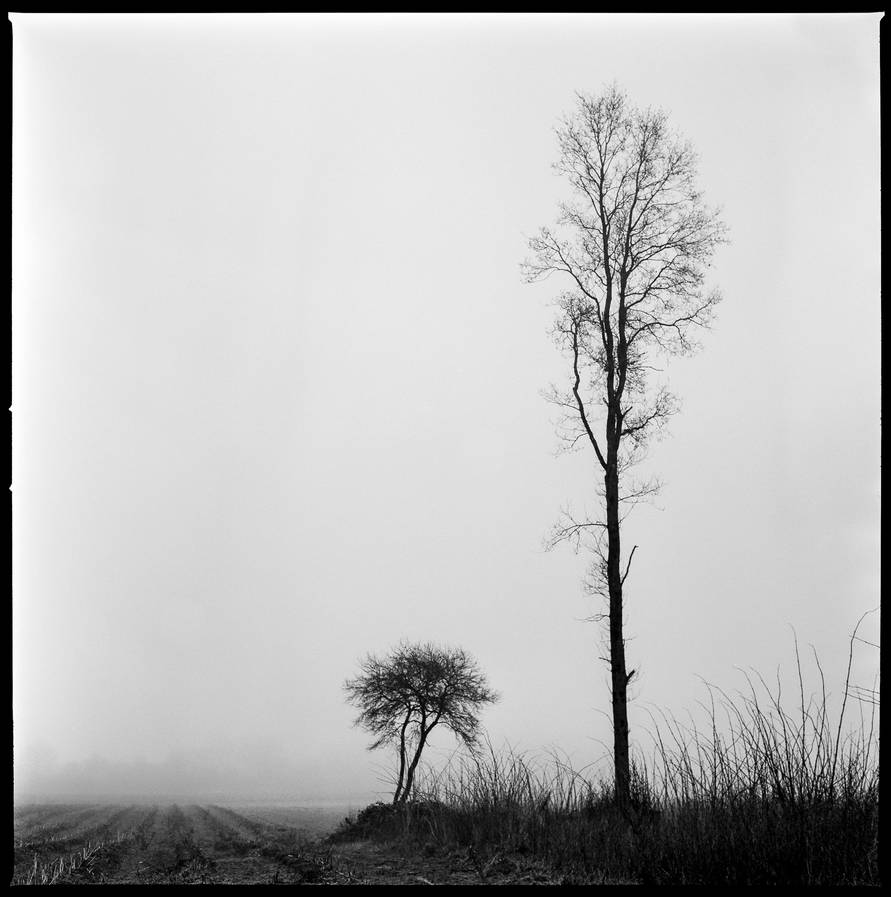 foggy-by-jefswerjew-https-t-co-tmrlv8buvn-deviantart