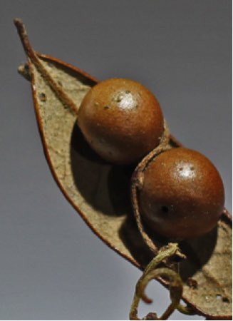 Hey #Science folks! Need a recommendation- A couple years ago, my lab discovered parasitic vines attacking insect galls on their shared host. I am looking for more about the parasitic plant - the love vine, Cassytha filiformis? Do you or anyone you know study this plant?