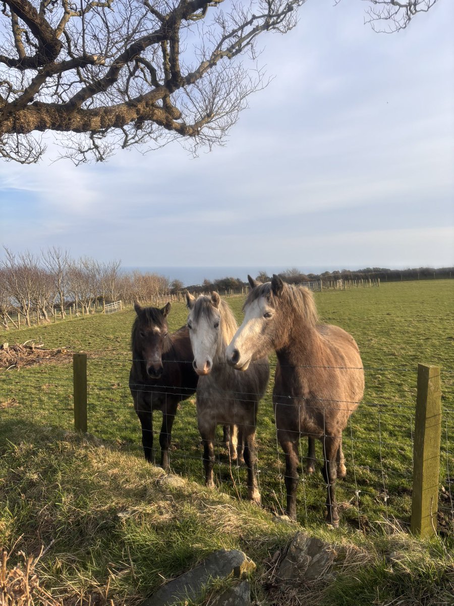 ManxShepherdess's tweet image. What a fantastic few days we’ve had! It might be #foolsspring but I’ll take it. 

The hats, coats, waterproofs and woolly jumpers have been cast aside for a few days after months of continuous wear. 

Great to feel some heat in the sun ☀️