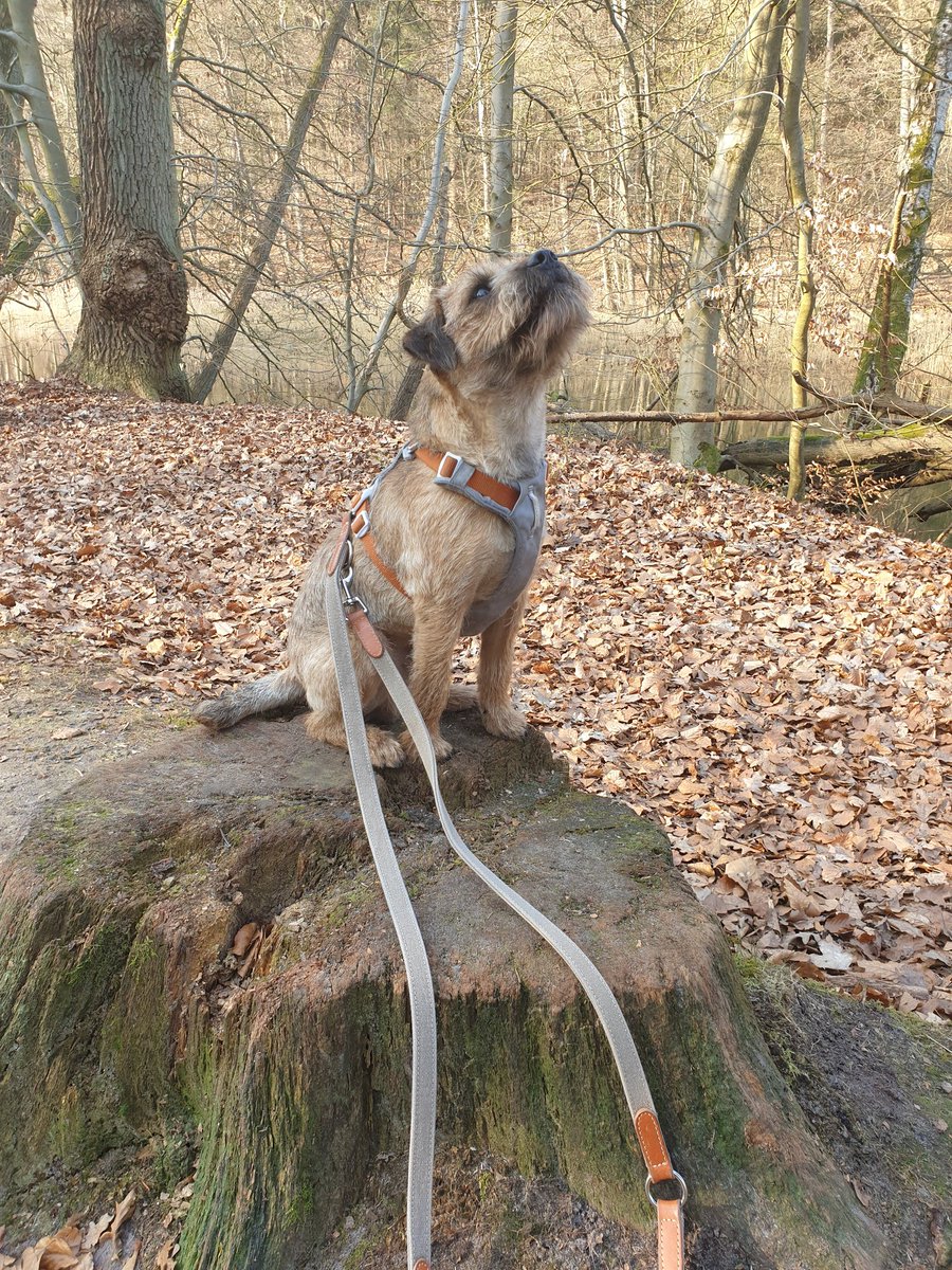 Stumping for a treat. 🤣