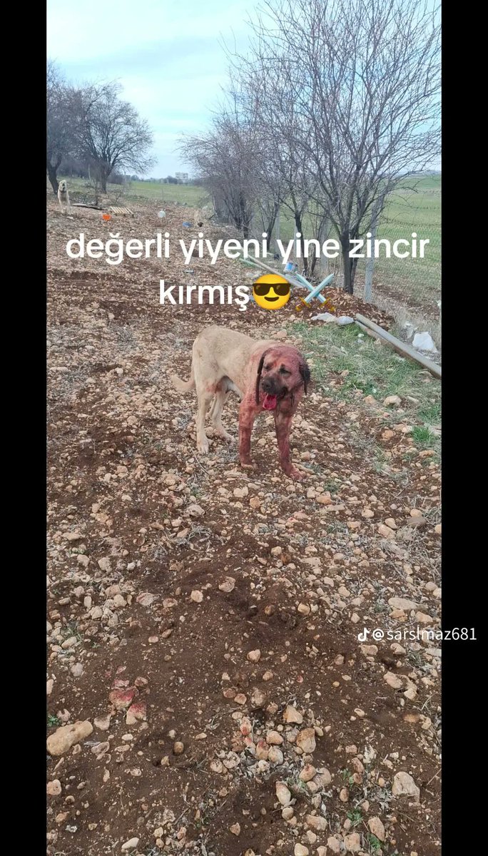 fatihyenisuu's tweet photo. Dili dışarı fırlamış, vücudu kanla kaplanmış, tamamen kırmızıya dönmüş ve yorgun, bitkin, harabe hale gelmiş bir köpeği, ölümüne kadar dövüştüren insanımsı mahlukat, yaptığı kötülükten korkmuyor. Sosyal medyada paylaştıkları bu iğrenç görüntülerle, işledikleri suçu gizlemiyorlar. https://t.co/Odx18iX3AH