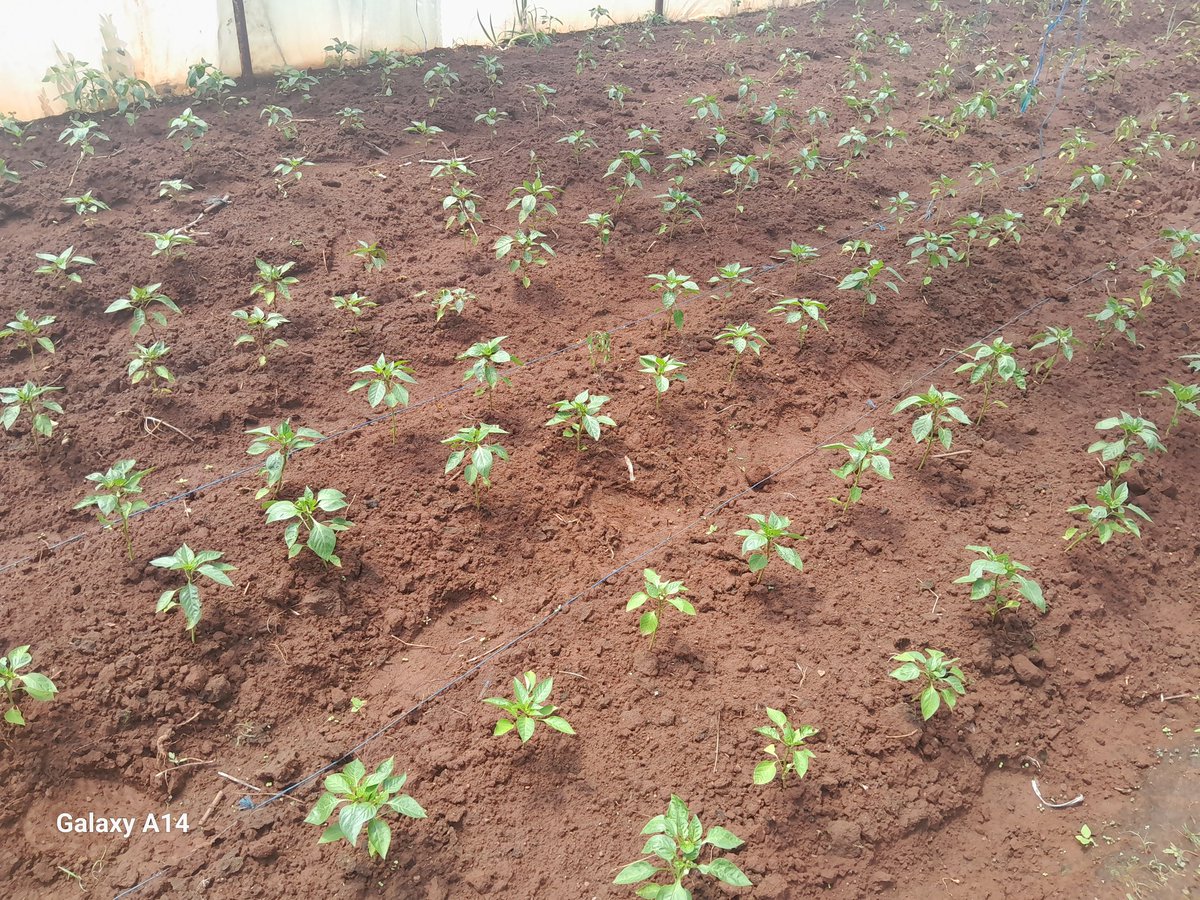 GoompyFresh's tweet image. Winter peppers n spinach done this side.
Ppl shouldn&apos;t lack nutrients in winter.